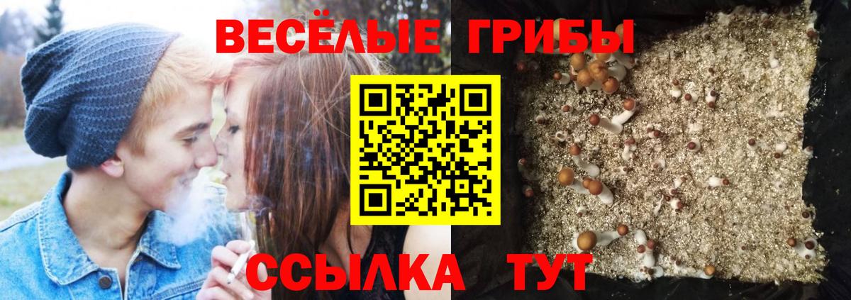 Галлюциногенные грибы Psilocybe Урус-Мартан